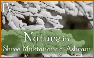 Nature in Shree Muktananda Ashram IV