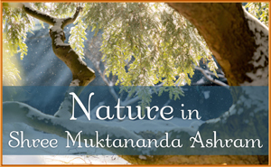 Nature in Shree Muktananda Ashram