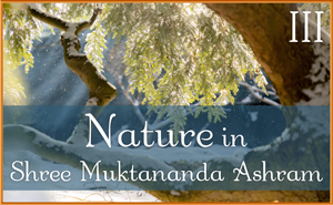 Nature in Shree Muktananda Ashram III