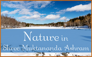 Nature in February in Shree Muktananda Ashram