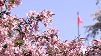 Birds and Petals