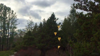Fall Leaf Dance