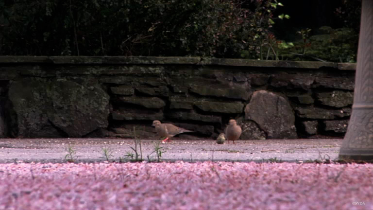Birds and Petals