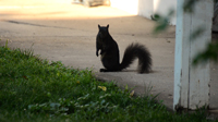 Squirrel