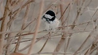 Chickadee
