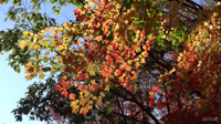 Fall Leaves