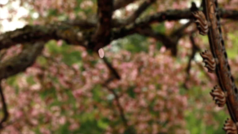 Birds and Petals
