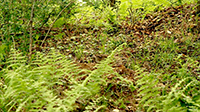 Groundhog in Ferns
