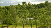 Wind and Trees