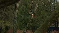 Winter Cardinal