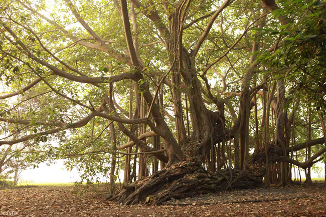 banyan tree