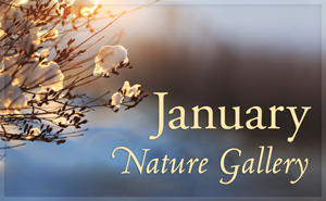 January Nature Gallery I