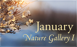 January Nature Gallery I