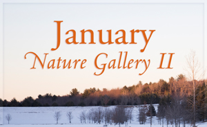 January Nature Gallery II