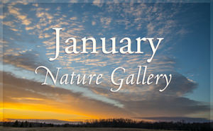 January Nature Gallery I