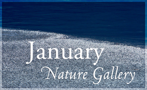 January Nature Gallery