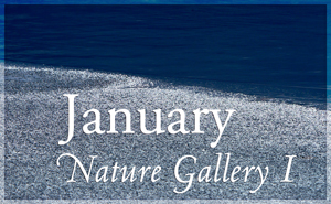 January Nature Gallery I