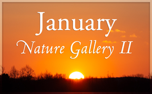 January Nature Gallery II