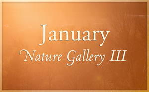 January Nature Gallery III