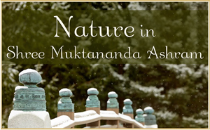 Nature in Shree Muktananda Ashram