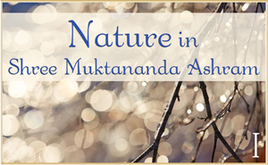 Nature in Shree Muktananda Ashram