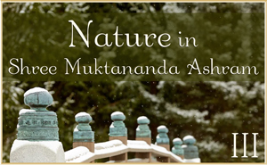 Nature in Shree Muktananda Ashram III