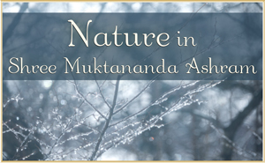 Nature in Shree Muktananda Ashram