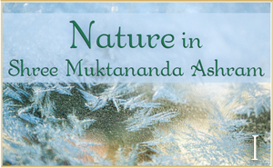 Nature in Shree Muktananda Ashram I