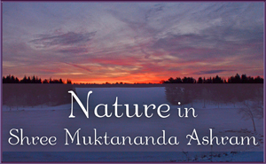 Nature in Shree Muktananda Ashram
