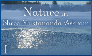 Nature in Shree Muktananda Ashram I