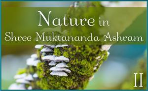 Nature in Shree Muktananda Ashram II