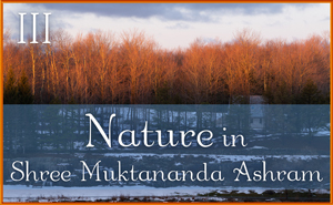 Nature in Shree Muktananda Ashram III