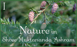 Nature in Shree Muktananda Ashram I