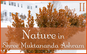 Nature in Shree Muktananda Ashram II