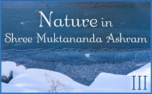 Nature in Shree Muktananda Ashram III