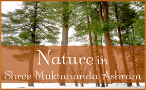 Nature I