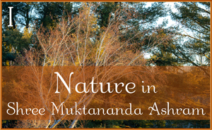 Nature I