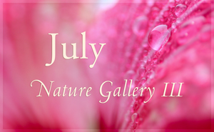 July Nature Gallery III