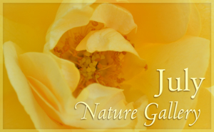 July Nature Gallery I