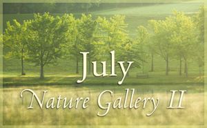 July Nature Gallery II