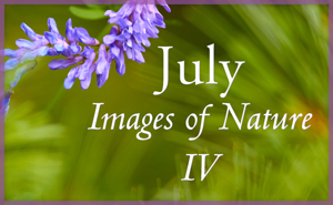 Images of Nature IV