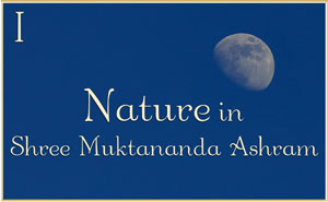 Nature in Shree Muktananda Ashram II