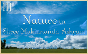 Nature in Shree Muktananda Ashram III