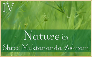 Nature in Shree Muktananda Ashram IV