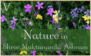 Nature in Shree Muktananda Ashram V