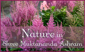 Nature in Shree Muktananda Ashram