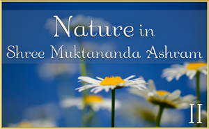 Nature in Shree Muktananda Ashram II