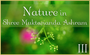 Nature in Shree Muktananda Ashram III