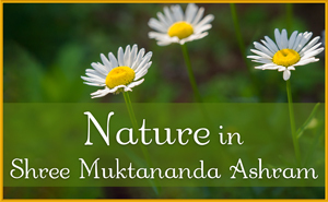 Nature in Shree Muktananda Ashram