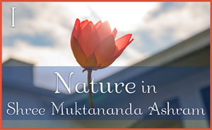 Nature in Shree Muktananda Ashram I